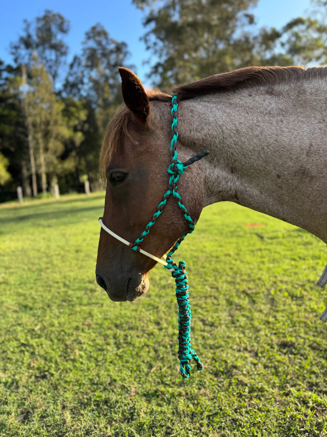 Cowboy Halters with Lariat Noseband - Aqua & Brown