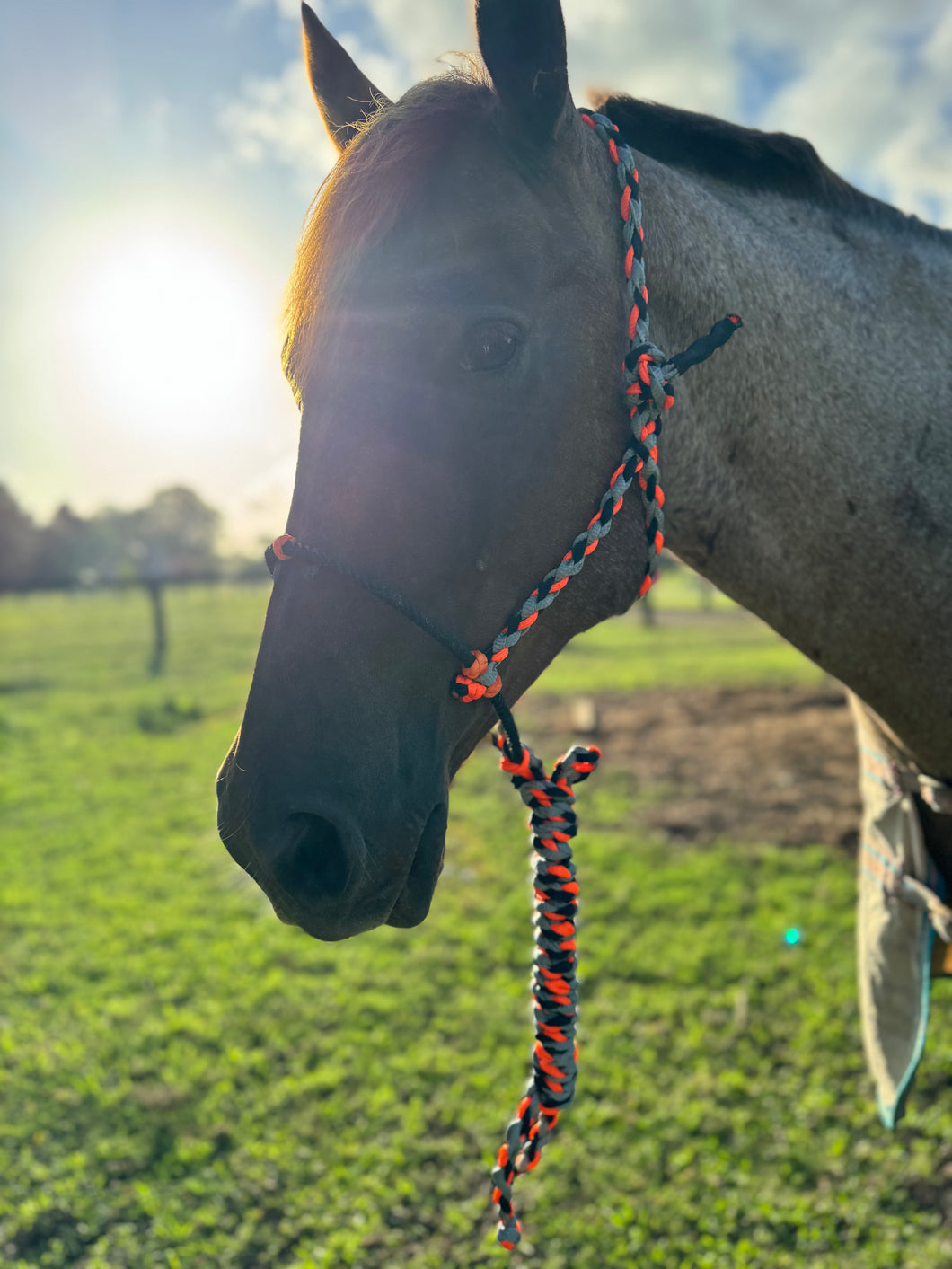 Cowboy Halter with Lariat Noseband - Orange Black Sliver
