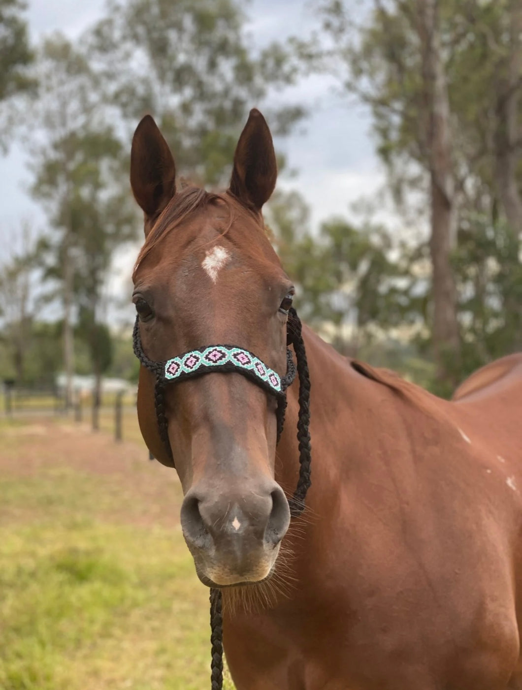Mule Tape Halter : Black an Aqua