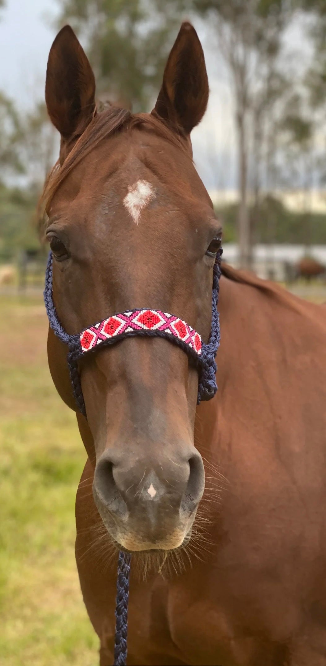 Mule Tape Halter : Navy Blue and Pink