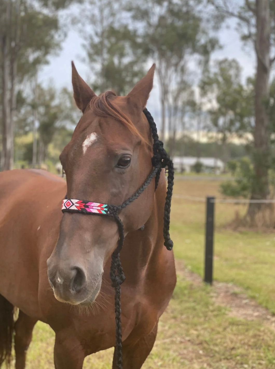 Mule Tape Halter : Black and Pink