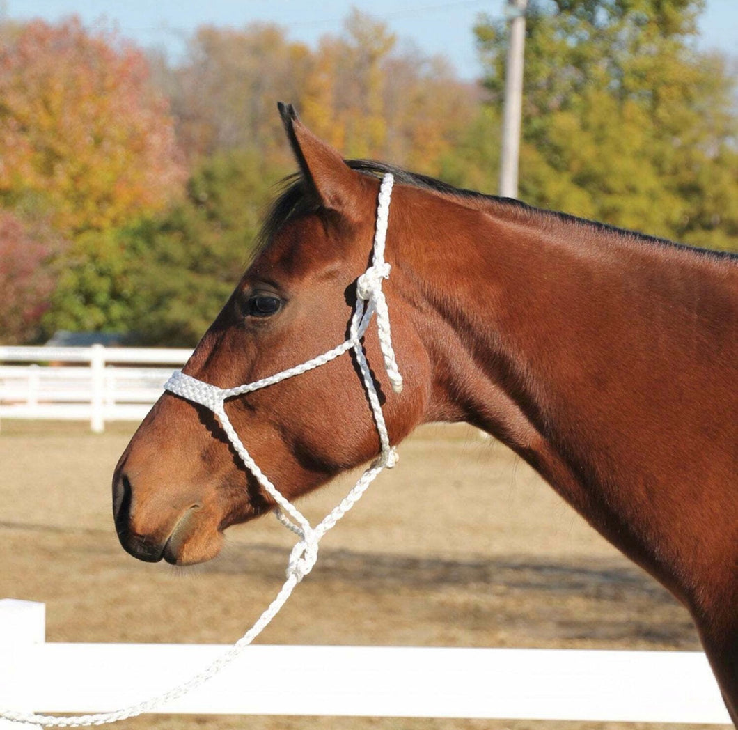 Mule Tape Halter : White